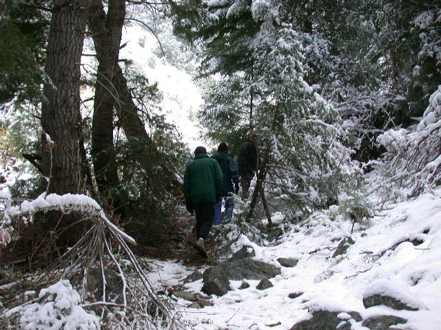 24_walk_in_enchanted_forest