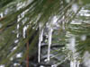 37_icicles